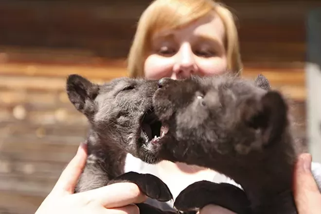 PHOTOS: Wolf People Center