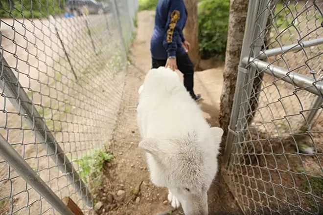 PHOTOS: Wolf People Center