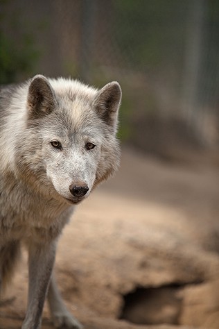 PHOTOS: Wolf People Center