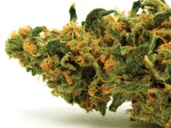Poll Position: Wash. voters split on gay marriage, for marijuana legalization