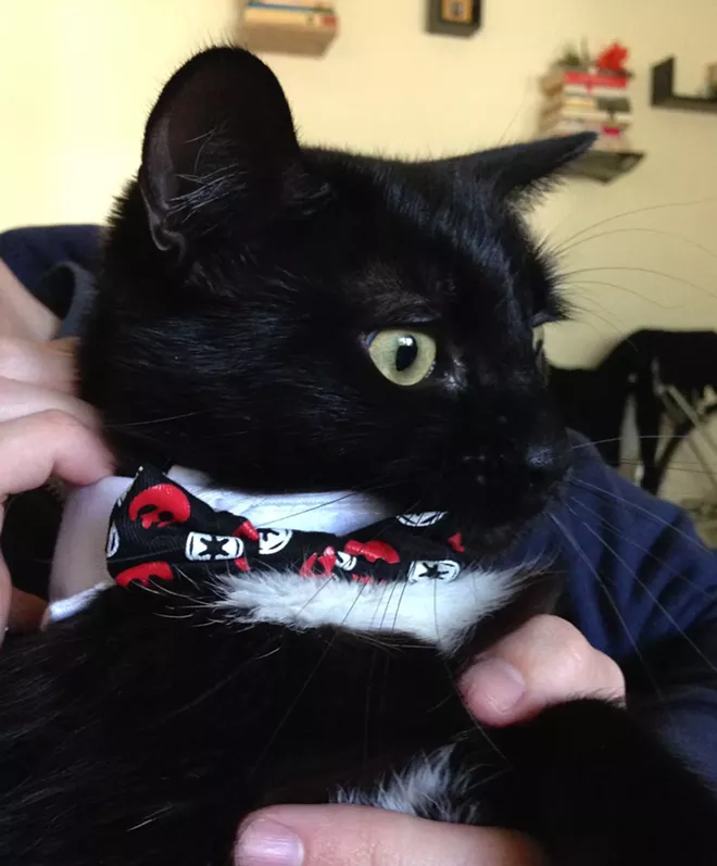 HALLOWEEN: Inlander staff cats in costume