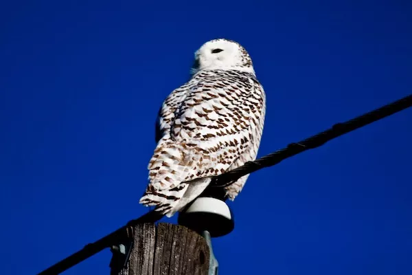 Reader Photo: Snowy owl spotted on in north Spokane this weekend