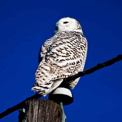 Reader Photo: Snowy owl spotted on in north Spokane this weekend