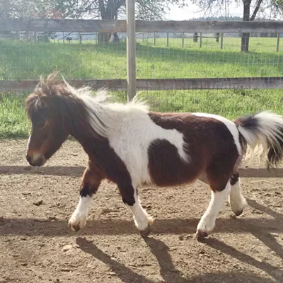 Image: River's Wish Animal Sanctuary is a refuge of compassion and care for dozens of domestic and farm animals