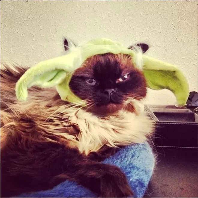 CAT FRIDAY: Results of the 2014 Halloween Cats Photo Contest