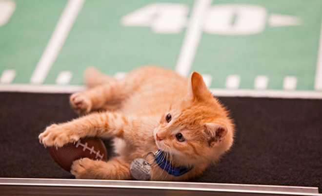 Kittens and puppies take over Super Bowl