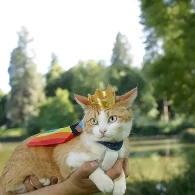 Image: Selkirk the cat made waves at Spokane Pride — now he's an internet star