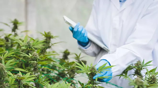 Image: Since the start of legalization more than a decade ago, the feds promised to make cannabis research easier, yet those promises remain unfulfilled