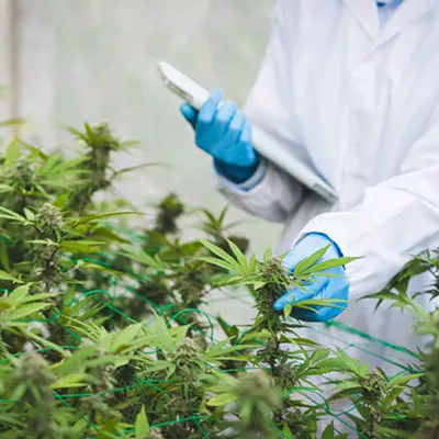 Image: Since the start of legalization more than a decade ago, the feds promised to make cannabis research easier, yet those promises remain unfulfilled