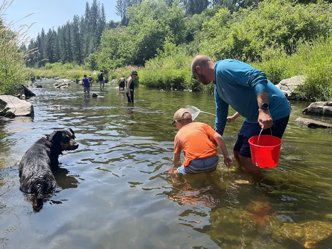 Spokane Riverkeeper volunteers catch crayfish at a 2023 collection event.