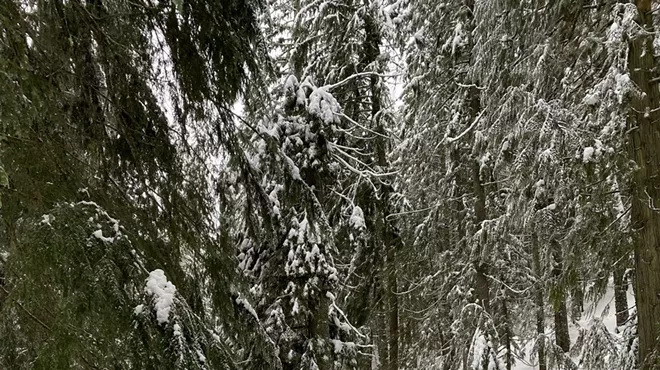 Image: Starlight Snowshoe Mount Spokane