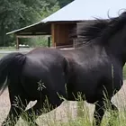 Image: Summer Family Matinee: Black Beauty