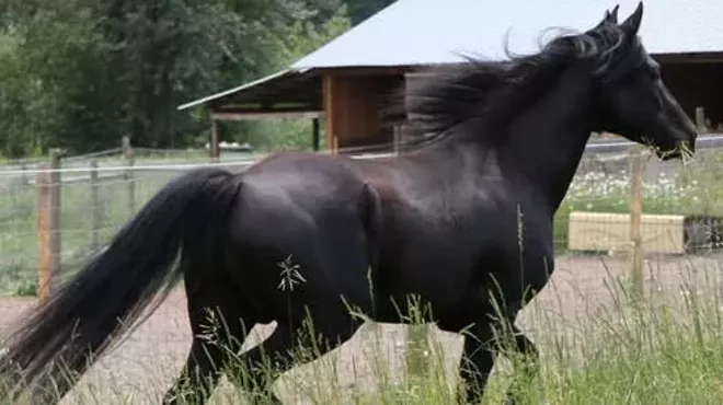 Image: Summer Family Matinee: Black Beauty