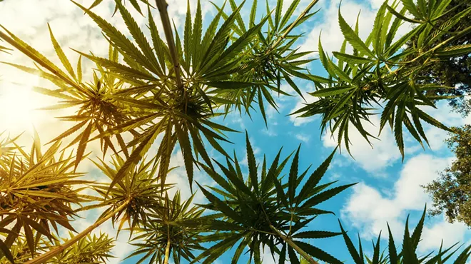 Image: Take advantage of the sunshine with these three sativa strains