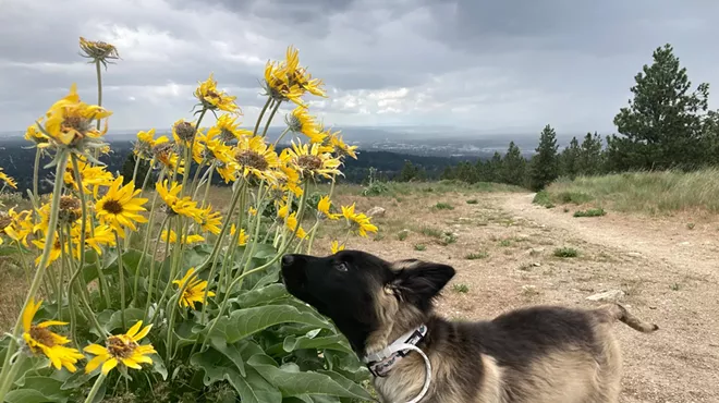 Image: Taking on summer and exploring with my adopted puppy this summer