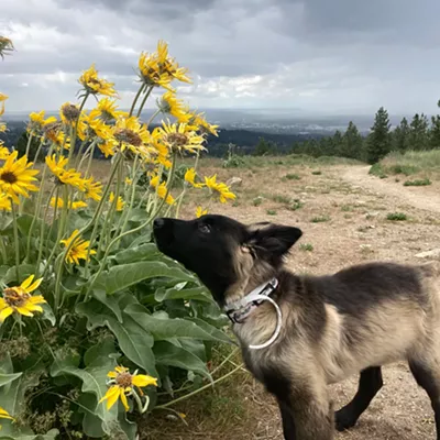Image: Taking on summer and exploring with my adopted puppy this summer