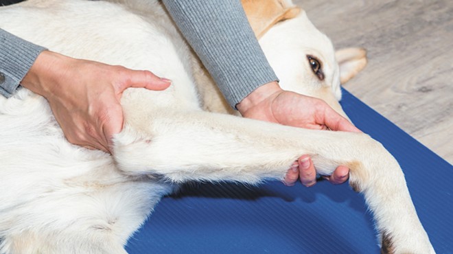 Telltale signs and how to manage joint pain in pets