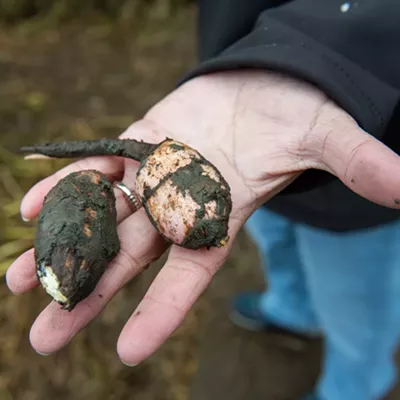 Image: The Coeur d'Alene Tribe shares its culture and history during annual water potato dig along the lakeshore