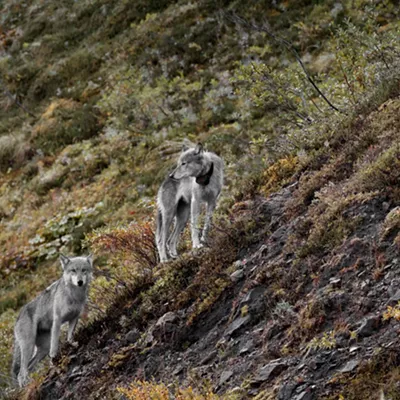 Image: The documentary A Good Wolf looks at the ugly debate around a breathtaking Alaskan national park