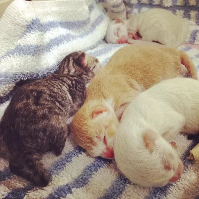 CAT FRIDAY: The kittens are coming