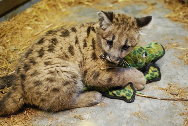 CAT FRIDAY: A look back at the adorable baby wild cats born at zoos in 2014
