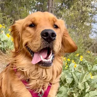 Image: The voters have chosen... and here are the winners from the Inlander's annual Cover Pet Photo contest