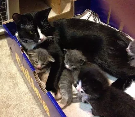 CAT FRIDAY: "Why I Foster," a new blog series