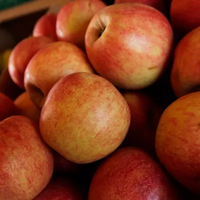 Image: Tips to enjoy the bounty of Green Bluff orchards' fall apple harvest and much more