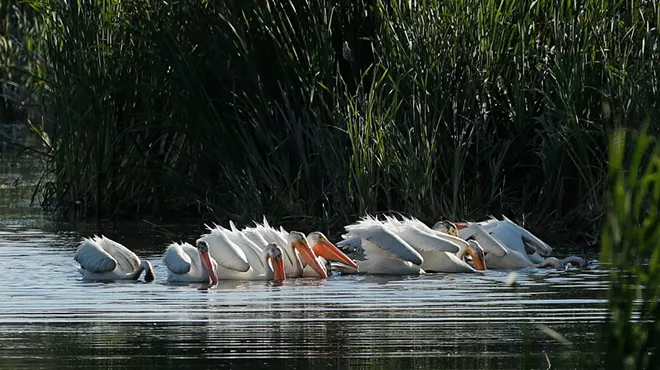 Image: To get started as a bird-watcher, 'the only tool you need is paying attention'