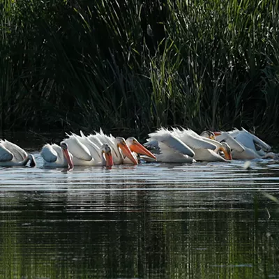 Image: To get started as a bird-watcher, 'the only tool you need is paying attention'