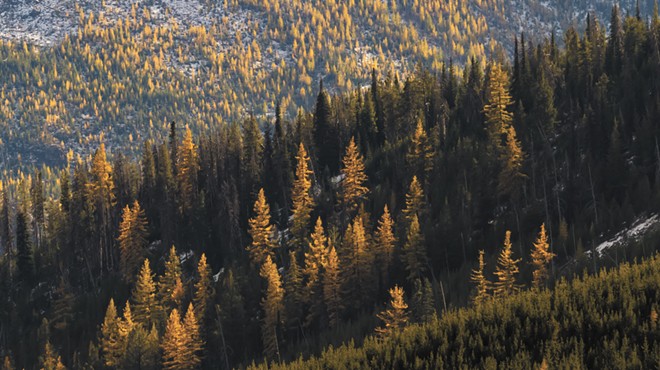 Tradition and science go hand-in-hand as state, federal agencies look at thinning forests to prevent out-of-control wildfires