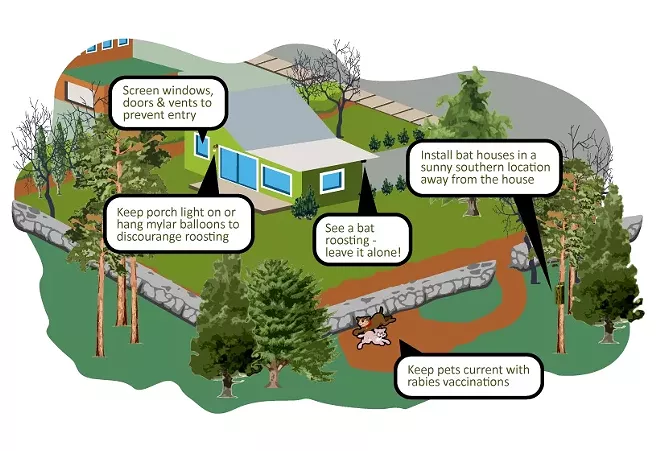 Washington state finds more rabid bats this spring, here's what to do if one touches you (2)