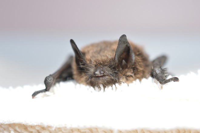 Washington state finds more rabid bats this spring, here's what to do if one touches you