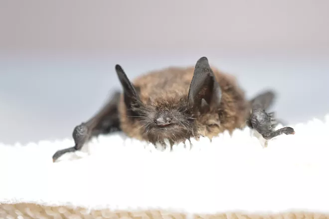 Washington state finds more rabid bats this spring, here's what to do if one touches you