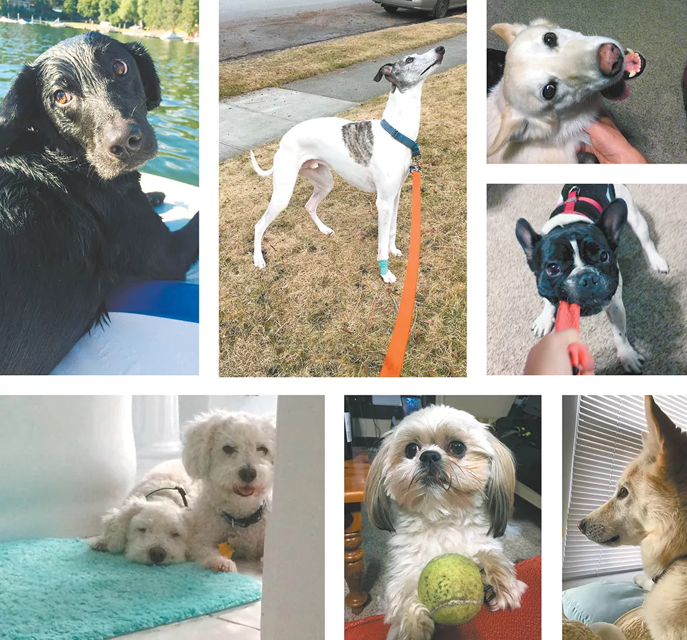 Confessions of a professional dog sitter