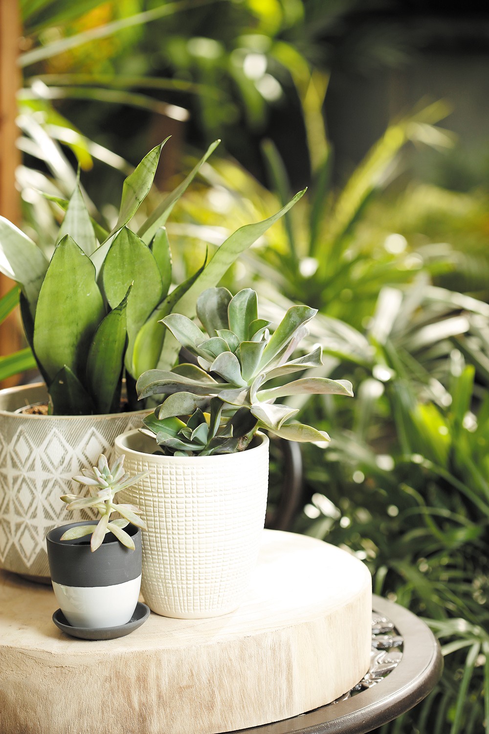 Green Houses: Put some life in your home with these local plant shops and florists