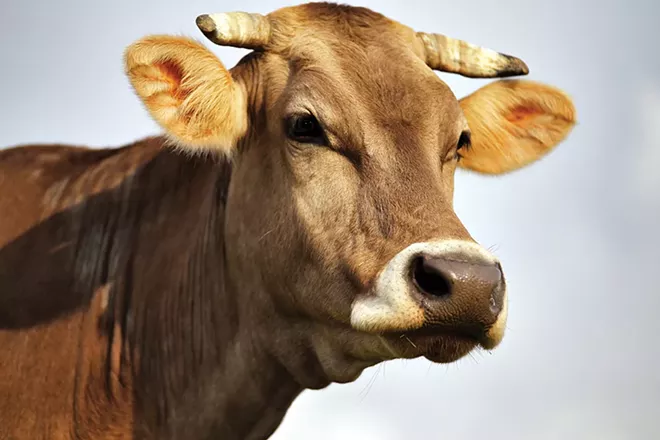 Meat management discussion, Into Africa and other events in the Inland Northwest
