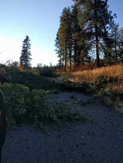 With more trees cut without permission for road, family files complaint against Kootenai County (2)