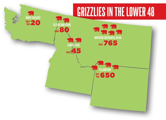 A WSU researcher lived with grizzly bears in Alaska. She came away convinced humans and grizzlies can coexist