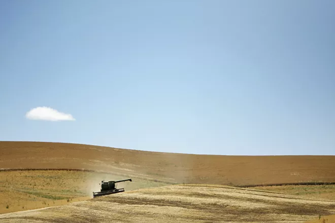 WSU research aims to create wheat that's good for gluten-intolerant people