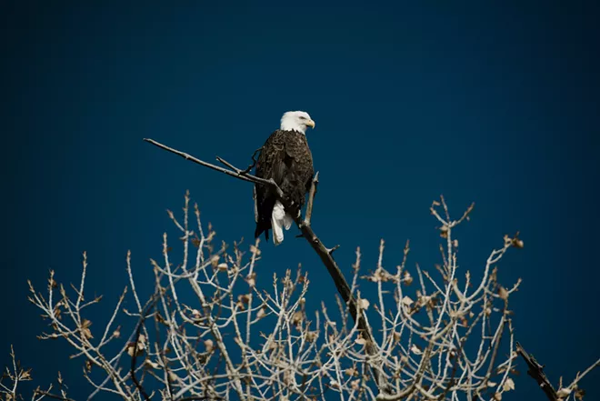 Trump administration weakens protections for endangered species