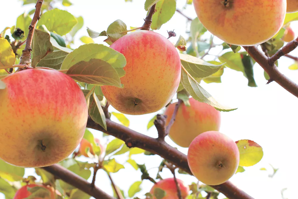 The University of Idaho's Sandpoint Organic Agricultural Center offers educational opportunities as diverse as its fruits