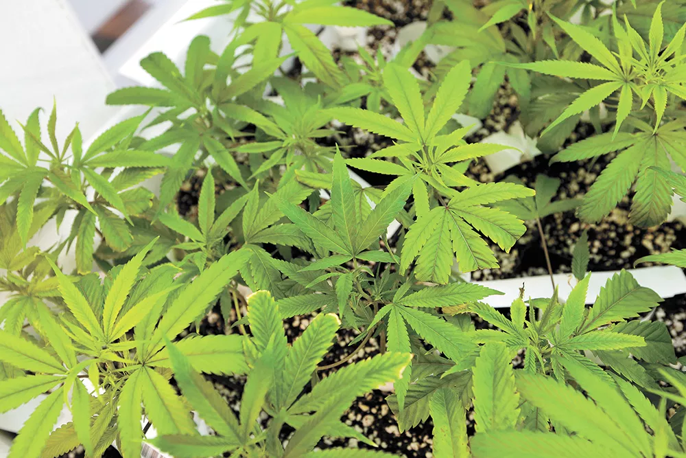Catching a light buzz is still possible in an age of ultra-dank weed. Here's how