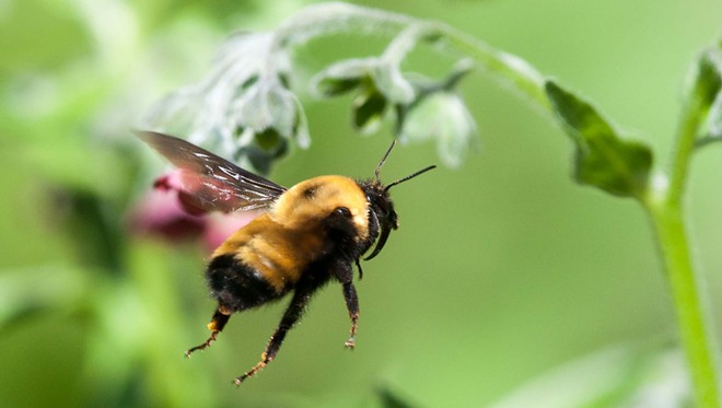 GOOD NEWS: These local insects never murdered anybody that we know of