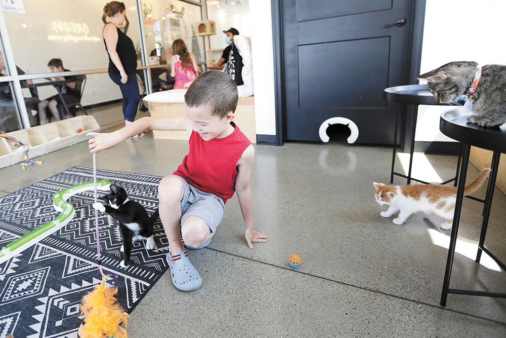Spokane's Kitty Cantina cat cafe offers a laid-back space for cat lovers and adoptable cats to meet