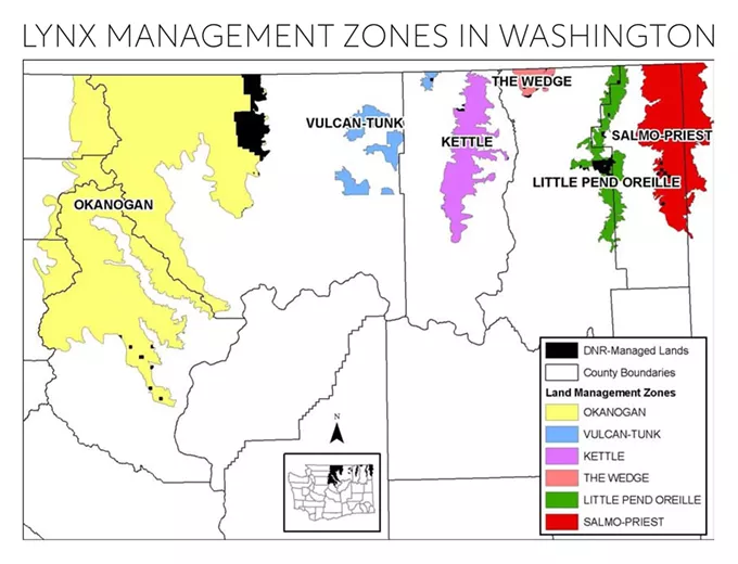 In bringing back wild lynx, Confederated Colville tribes hope to right historical wrongs and restore balance to wildlife on the landscape