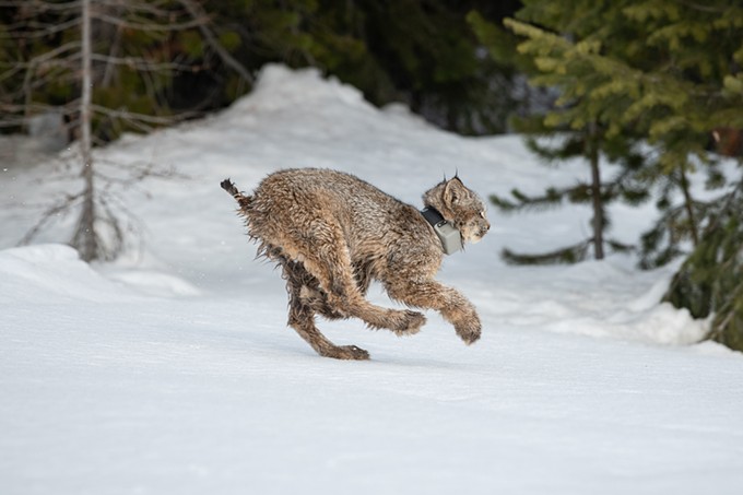 In bringing back wild lynx, Confederated Colville tribes hope to right historical wrongs and restore balance to wildlife on the landscape