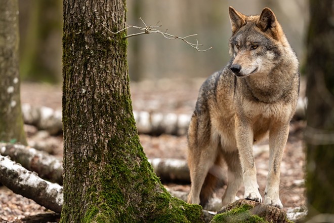 The battle between humans and wolves — and local and federal officials — dates back to the mid-1990s. Today, the wolves, especially in Idaho, are losing