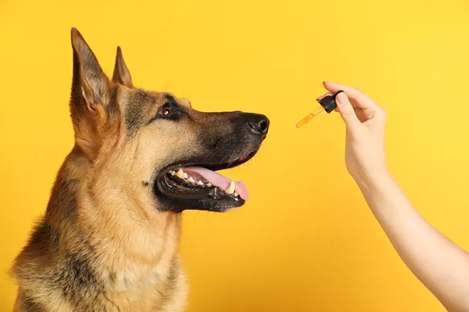 Can CBD ease pain, stress and more in cats and dogs? Sometimes, but the science is still very new