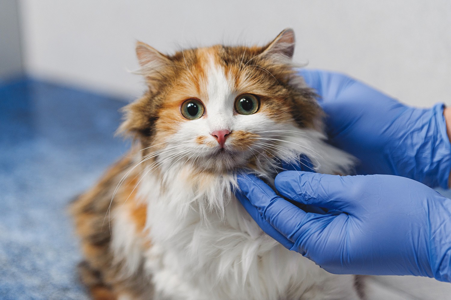 Tips to avoid a panicked vet visit